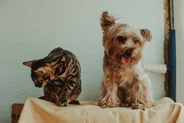 a dog and a cat in an apartment